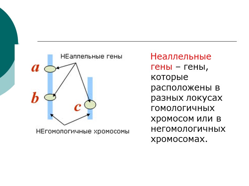 Неаллельные гены – гены, которые расположены в разных локусах гомологичных хромосом или в негомологичных